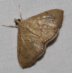 Hyalobathra