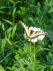 Papilio canadensis × glaucus