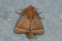 Praesetora divergens