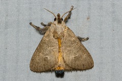 Scopelodes pallivittata