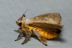 Scopelodes pallivittata