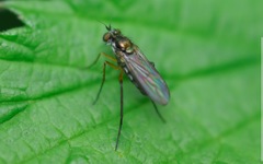 Rhaphium