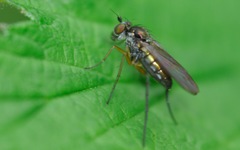 Rhaphium