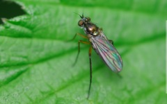 Rhaphium