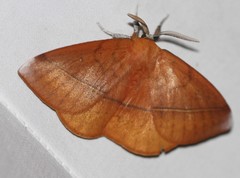 Anthela excellens