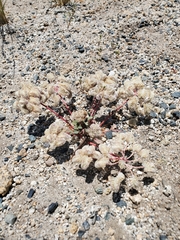 Calyptridium monospermum