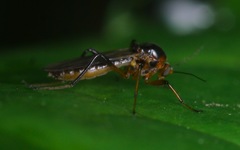 Palpomyia