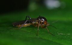 Palpomyia