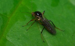 Palpomyia