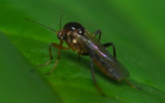 Palpomyia