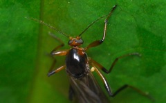 Palpomyia