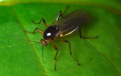 Palpomyia
