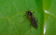 Palpomyia