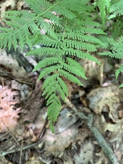 Phegopteris connectilis