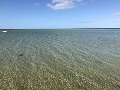 Stercorarius antarcticus