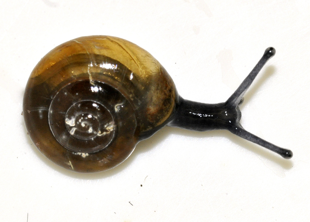 Garlic Snail