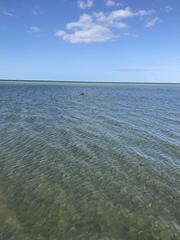 Stercorarius antarcticus