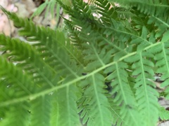 Phegopteris connectilis