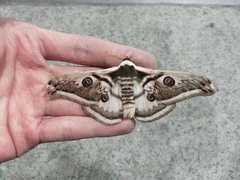 Saturnia pyretorum