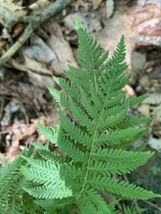 Phegopteris connectilis