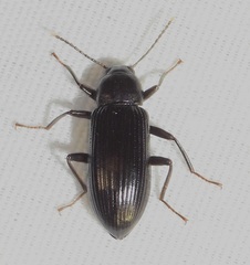 Strongylium terminatum