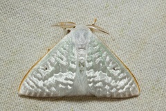 Arctornis poecilonipha