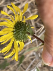 Grindelia stricta platyphylla