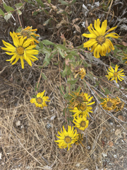 Grindelia stricta platyphylla