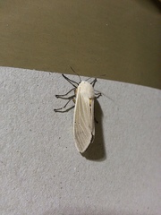 Creatonotos transiens vacillans