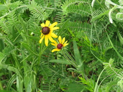 Rudbeckia hirta