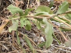 Grindelia stricta platyphylla