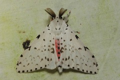 Lymantria marginalis