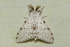 Lymantria marginalis