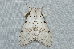 Lymantria marginalis