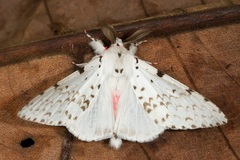 Lymantria marginalis