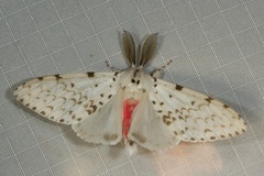 Lymantria marginalis