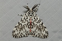 Lymantria subrosea