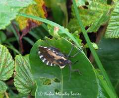 Spartocera alternata