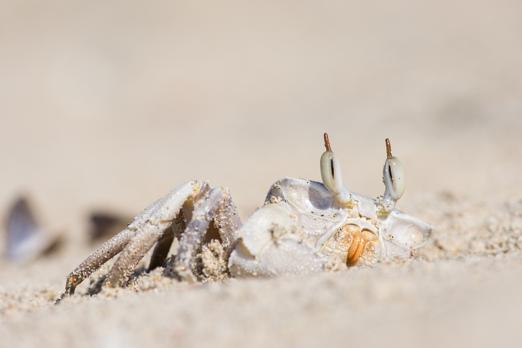 Rounded Ghost Crab