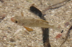 Cyprinodontidae