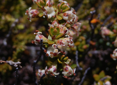 Epacris alpina