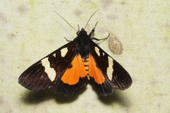 Scrobigera hesperioides