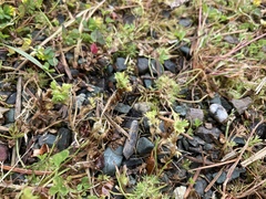 Alchemilla occidentalis