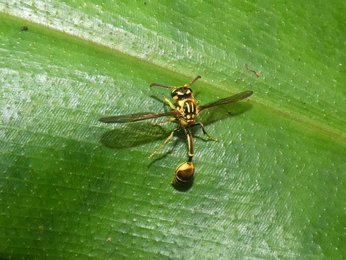 Zethus adonis
