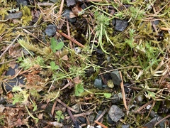 Trifolium suffocatum