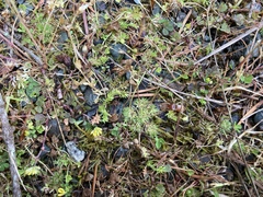 Trifolium suffocatum