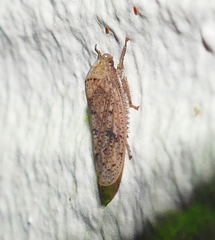 Ponana
