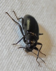 Strongylium terminatum