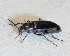 Strongylium terminatum