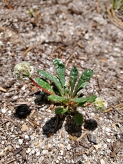 Calyptridium monospermum